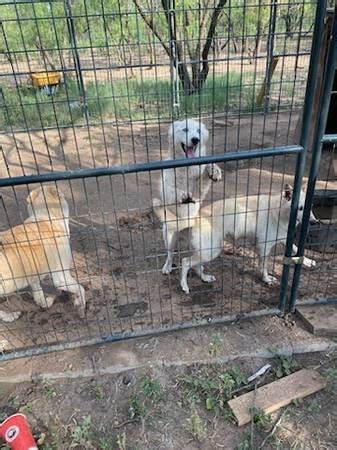Free huskies on craigslist - Golden retriever 3 month old · brownsville · 10/6. hide. American miniature eskimo dog 2 years old male · BROWNSVILLE · 10/5 pic. hide. Free Cats/Kittens (approximately 8 months old) · · 10/5 pic. hide. Free chihuahuas · Brownsville tx · 10/4 pic. hide. Male Doll Face Persian kitten · Harlingen · 10/4.